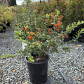 Lowboy Pyracantha