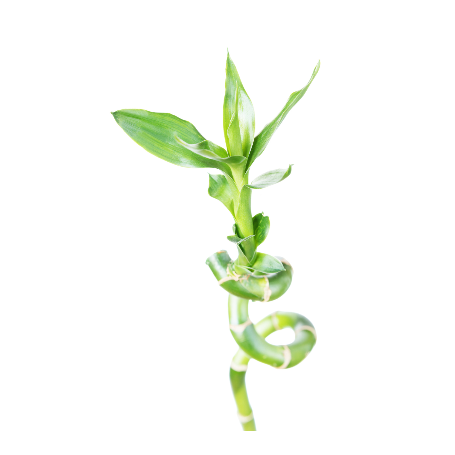 drac lucky bamboo Lucky Bamboo – Victory Nursery
