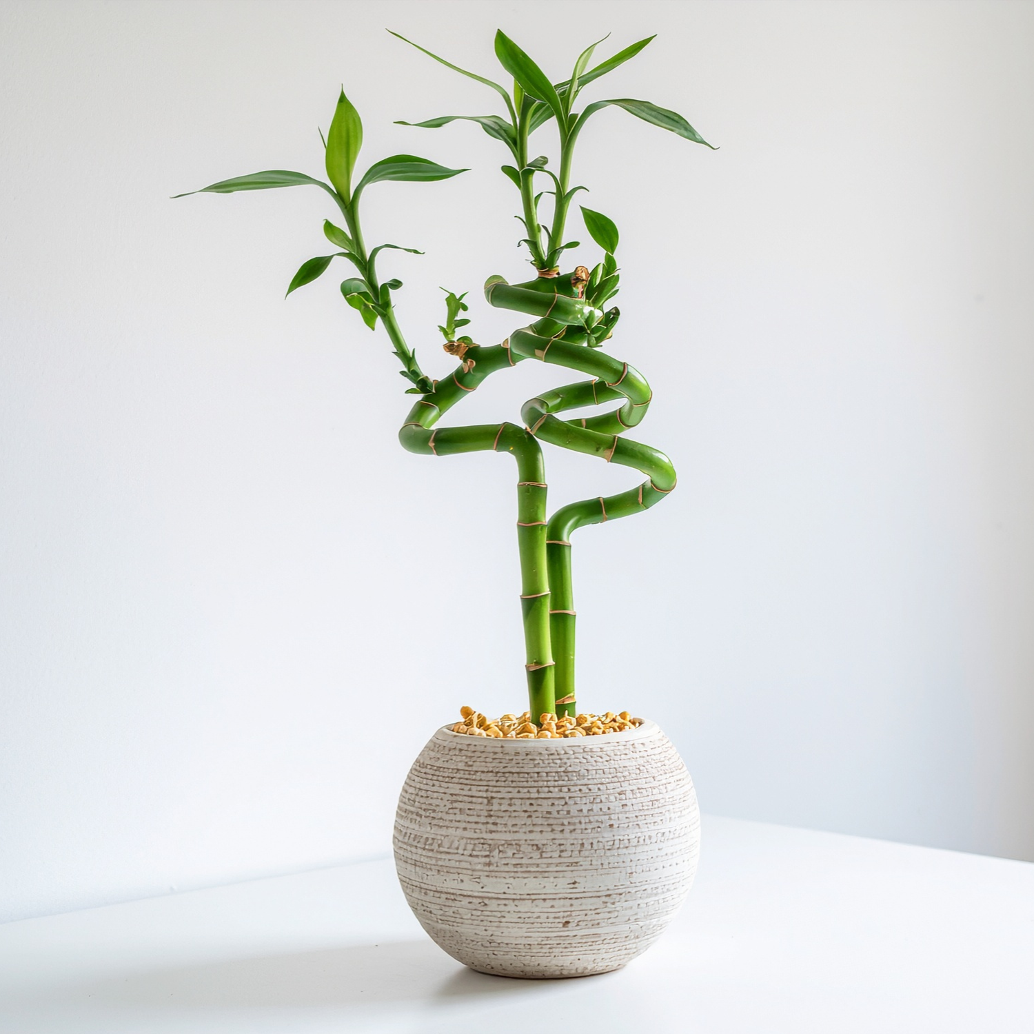 lucky bamboo easy Lucky Bamboo