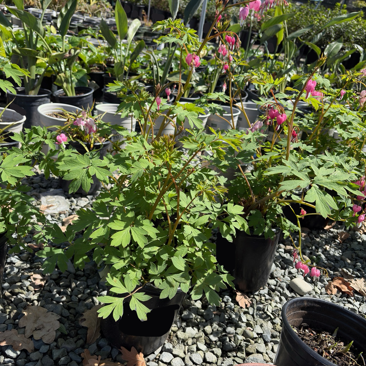 Luxuriant Bleeding Heart