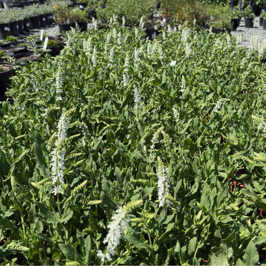 Lyrical White Meadow Sage