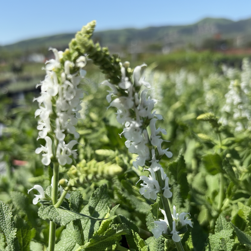 Lyrical White Meadow Sage