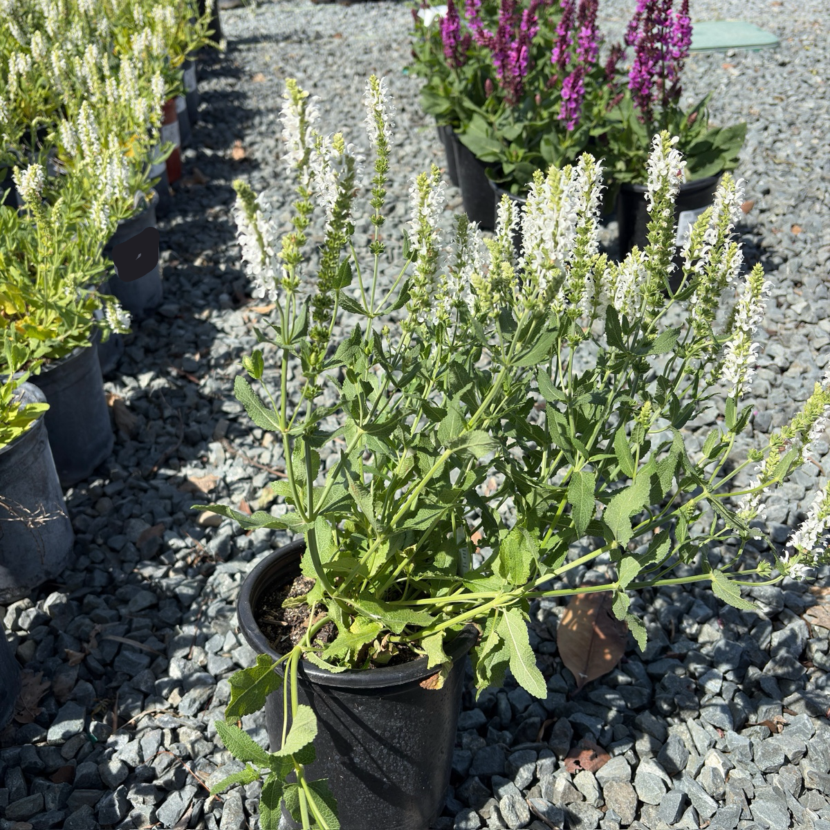 Lyrical White Meadow Sage