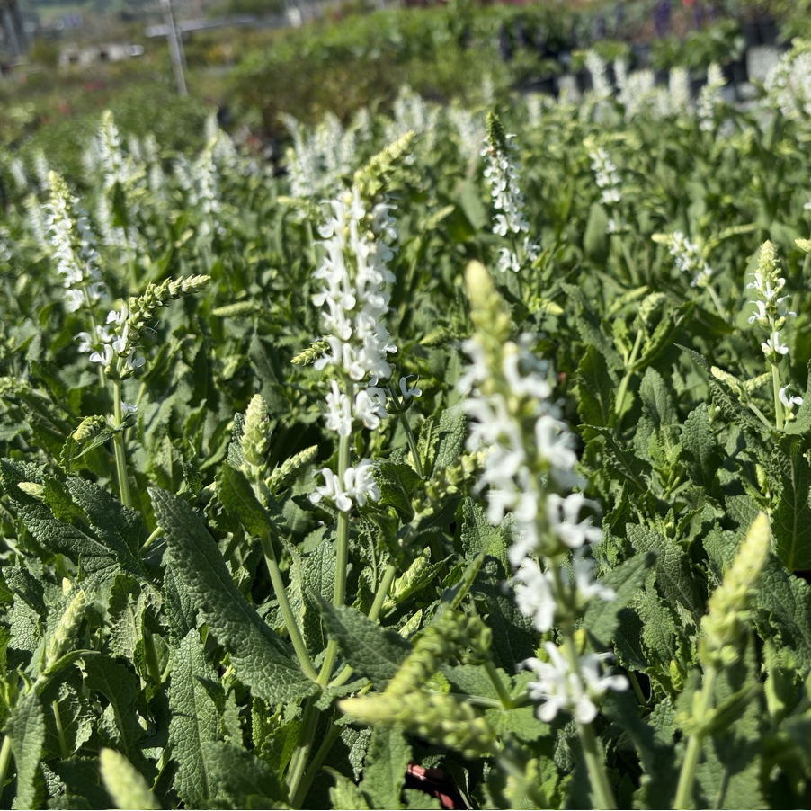 Lyrical White Meadow Sage