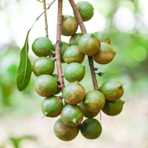 Green Macadamia nuts hanging from a tree branch with a blurred green background