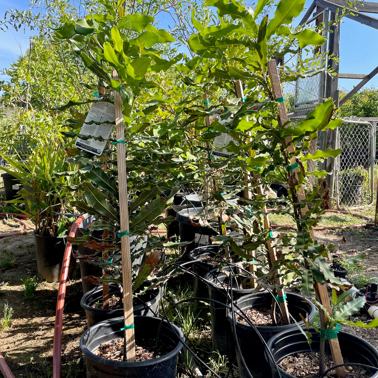 Potted  15 gallon Macadamia tree with stakes in a garden setting