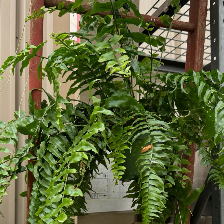Potted Macho Fern hanging from a wooden structure with shelves and white pots in the background.