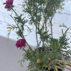 Madeira Crested Violet Marguerite Daisy