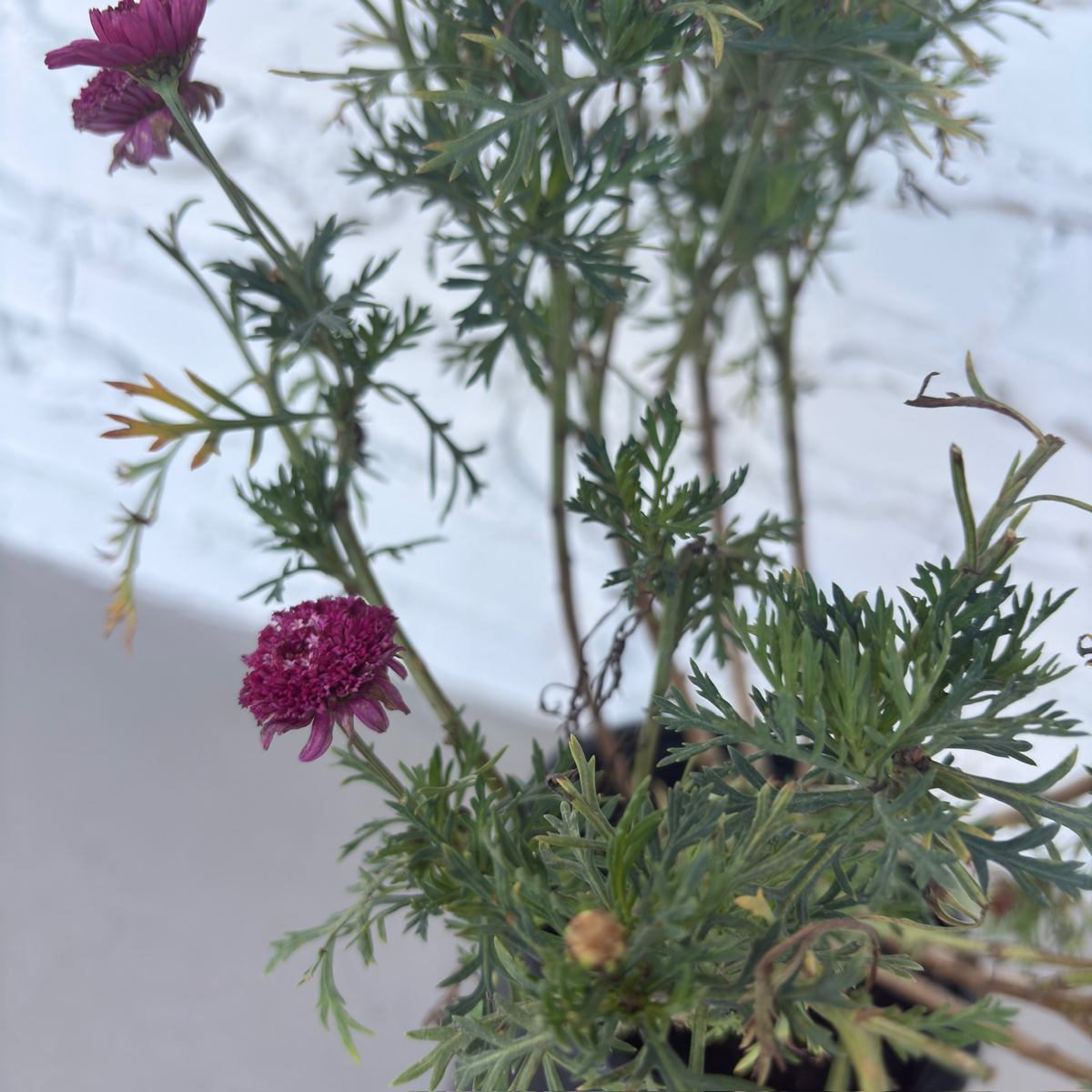 Madeira Crested Violet Marguerite Daisy