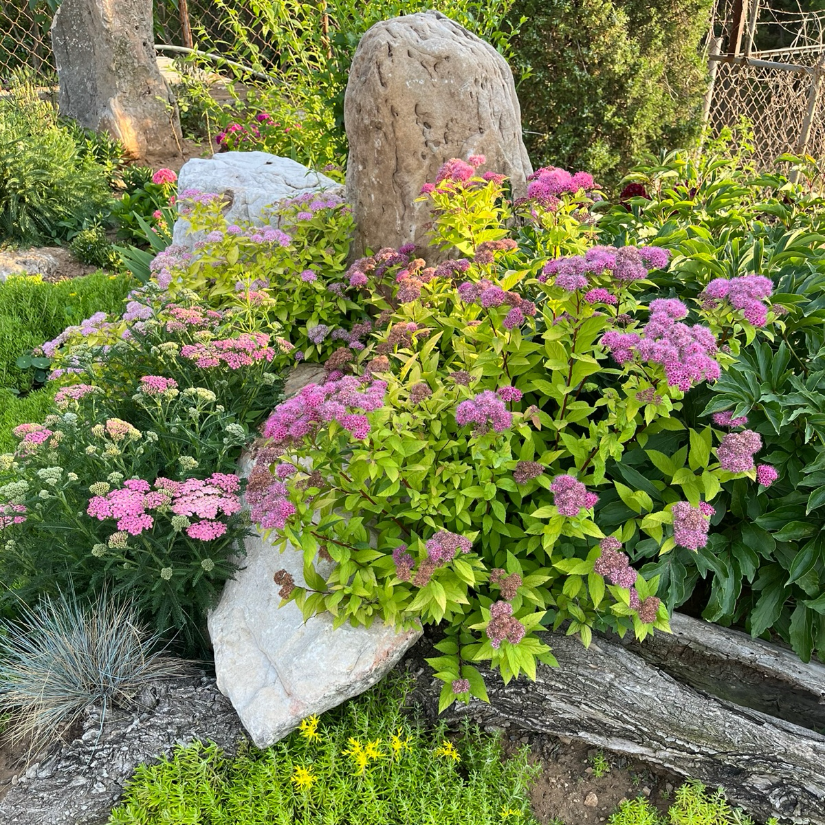 Magic Carpet Japanese Spirea