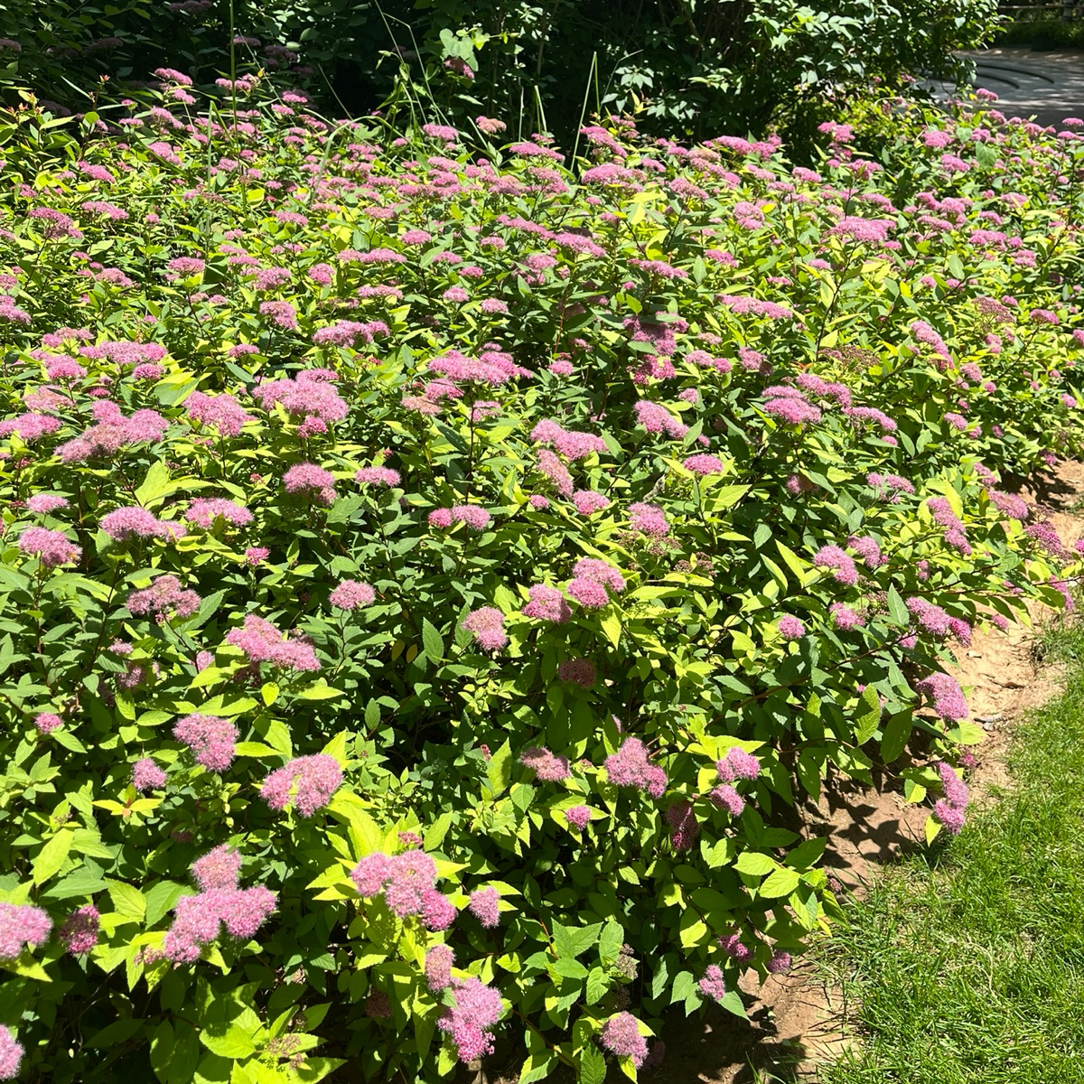 Magic Carpet Japanese Spirea