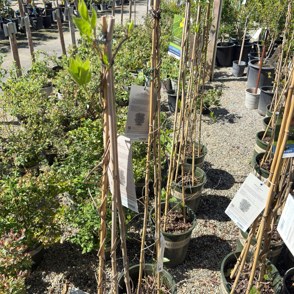 Magic® Hardy Kiwi Combination