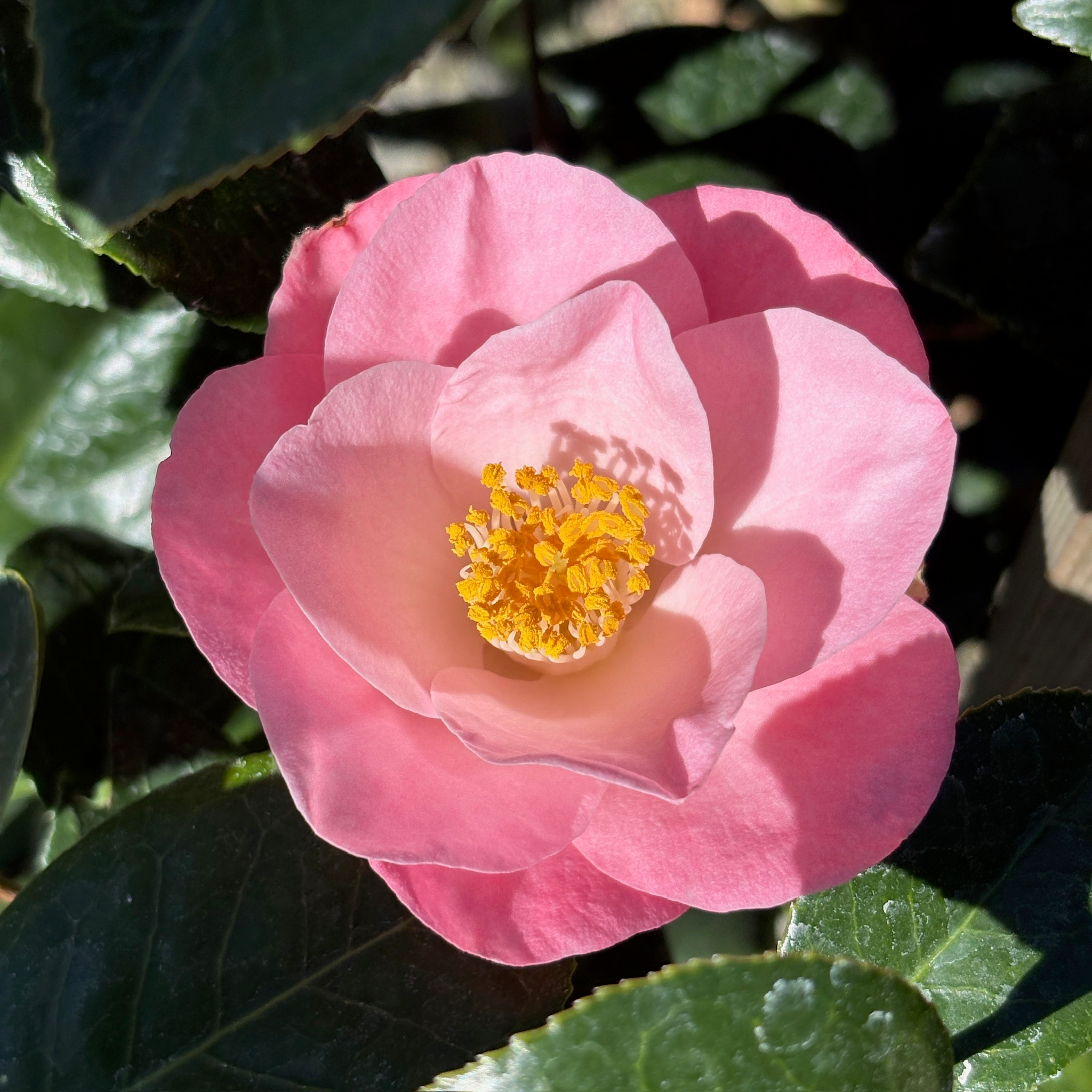 Magnoliaeflora Camellia