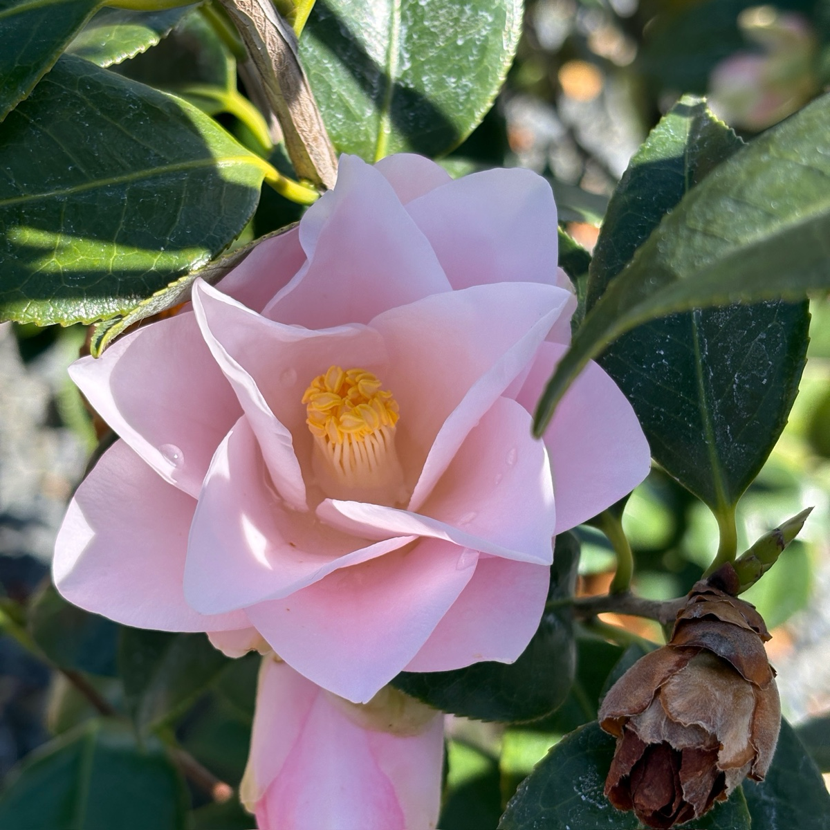 Magnoliaeflora Camellia