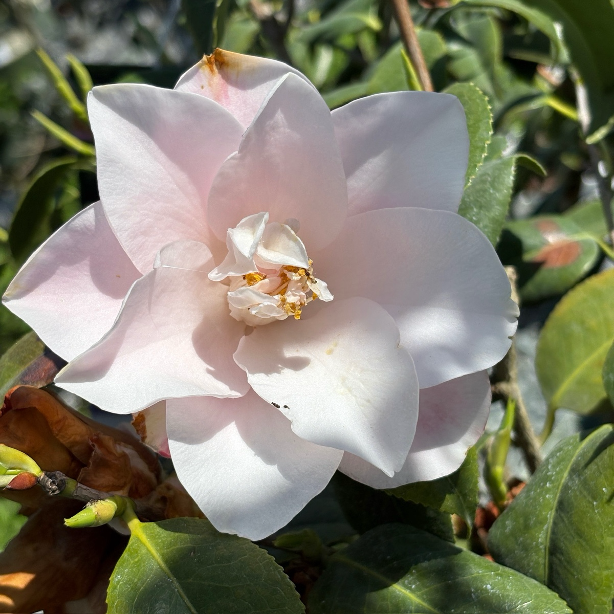 Magnoliaeflora Camellia