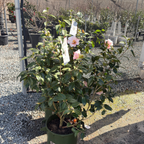 Magnoliaeflora Camellia