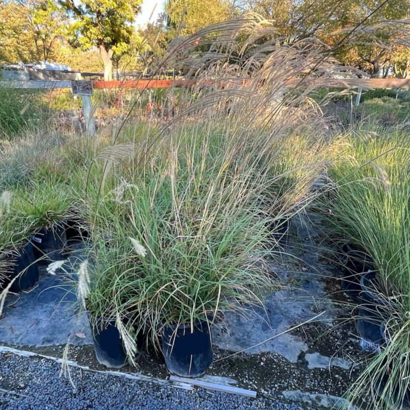 Maiden Grass