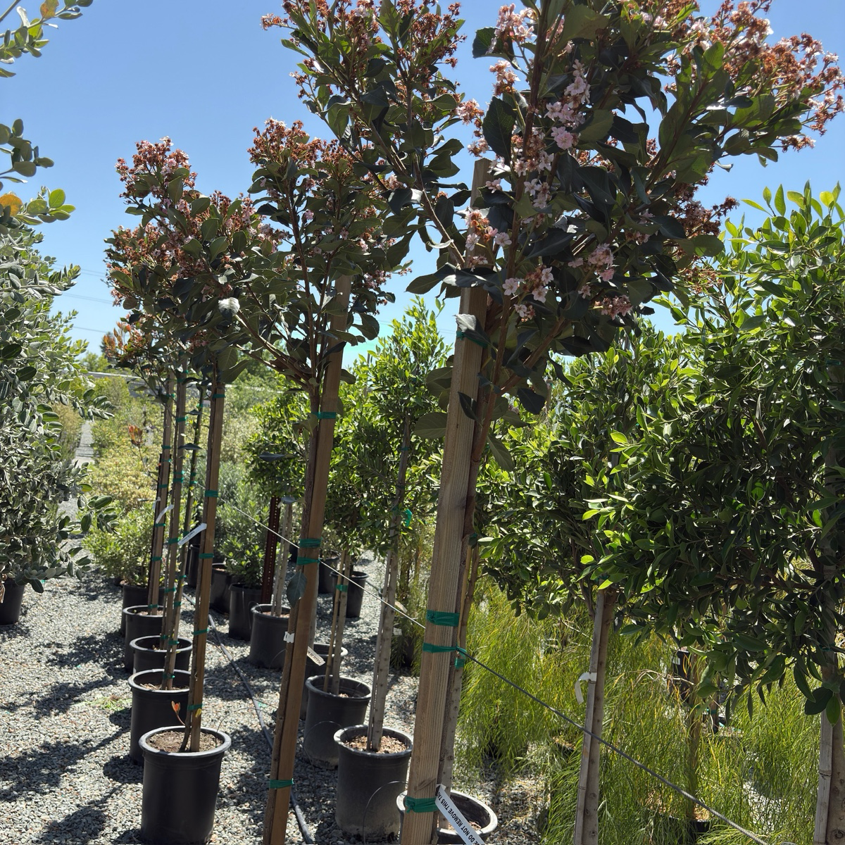 Majestic Beauty® Indian Hawthorn