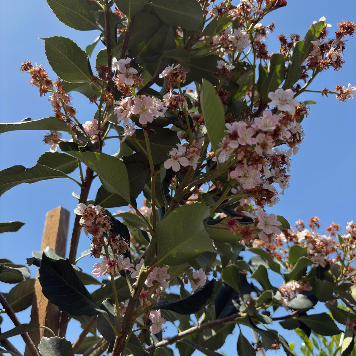 Majestic Beauty® Indian Hawthorn