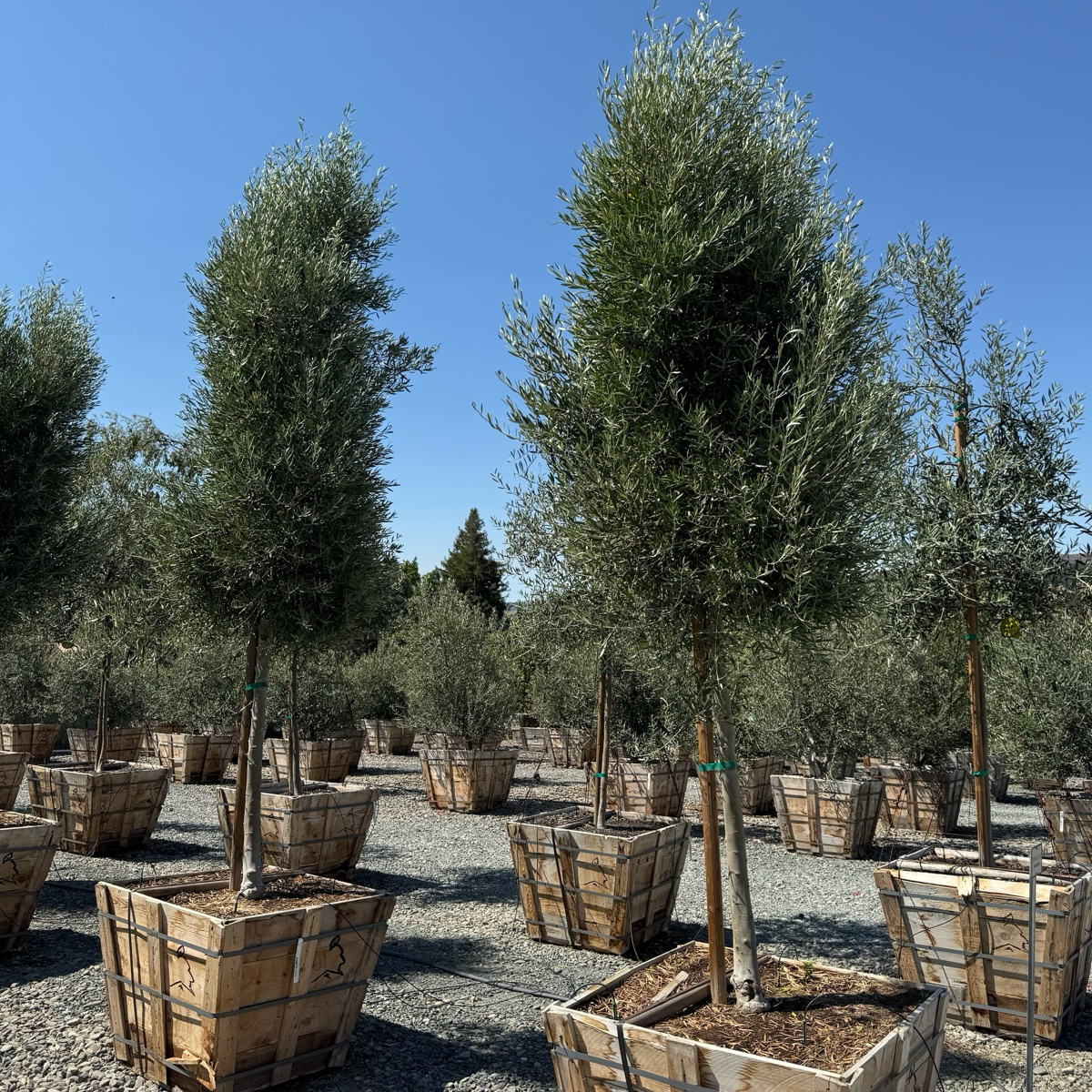 Majestic Beauty Olive