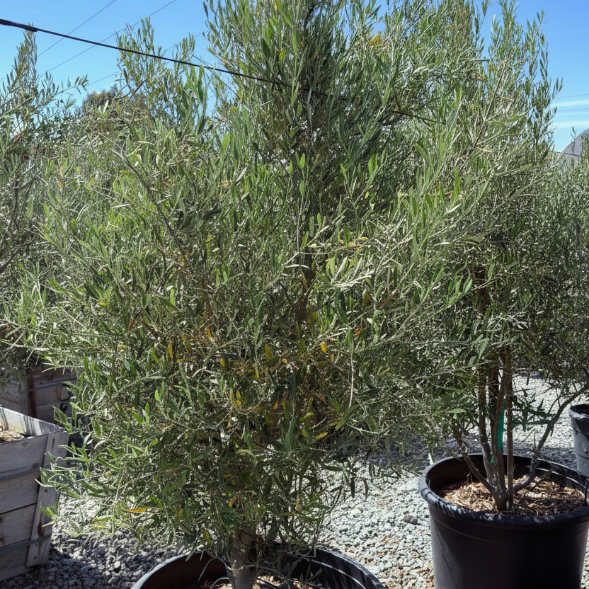 Majestic Beauty Olive Tree | Fruitless Evergreen Ornamental