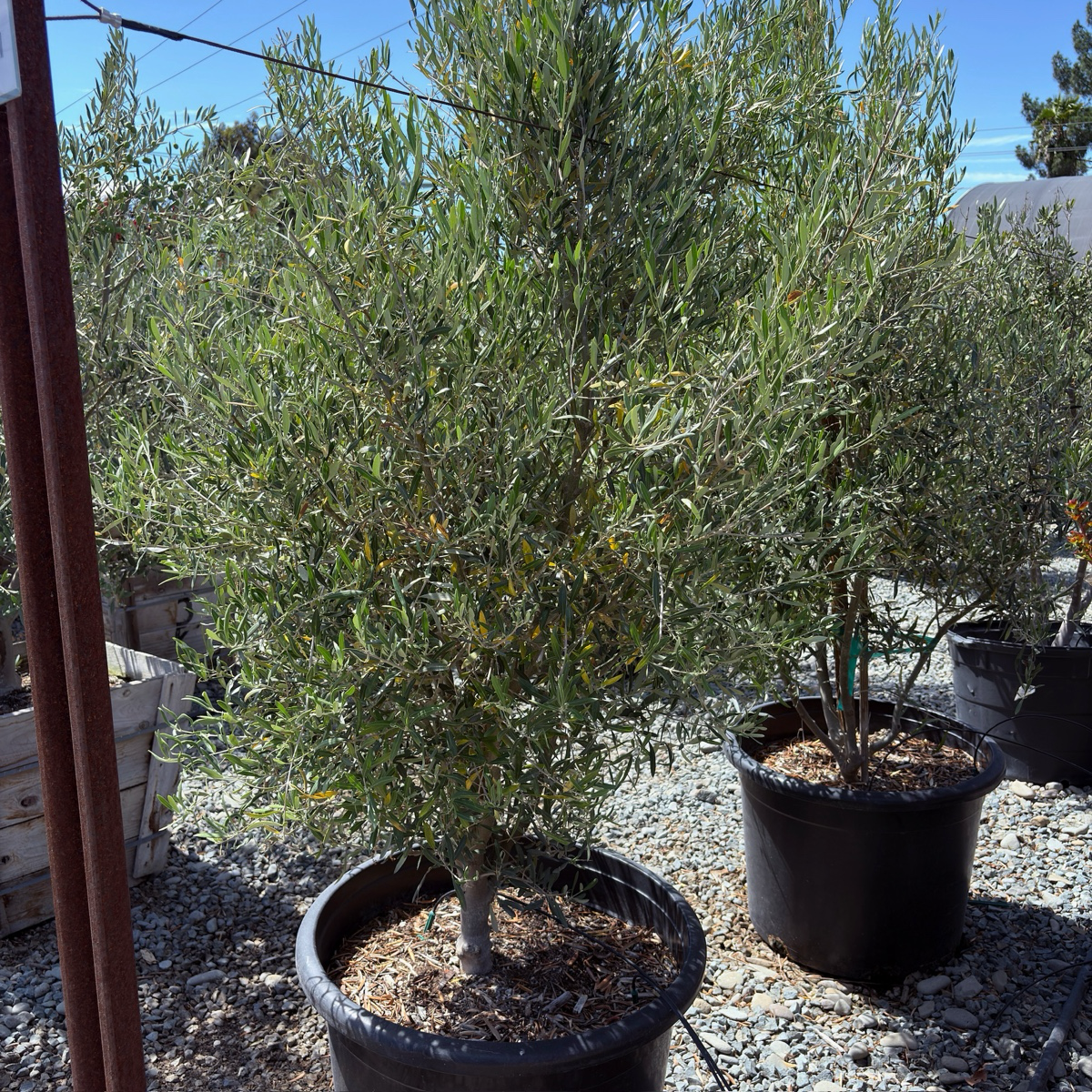 Majestic Beauty Olive