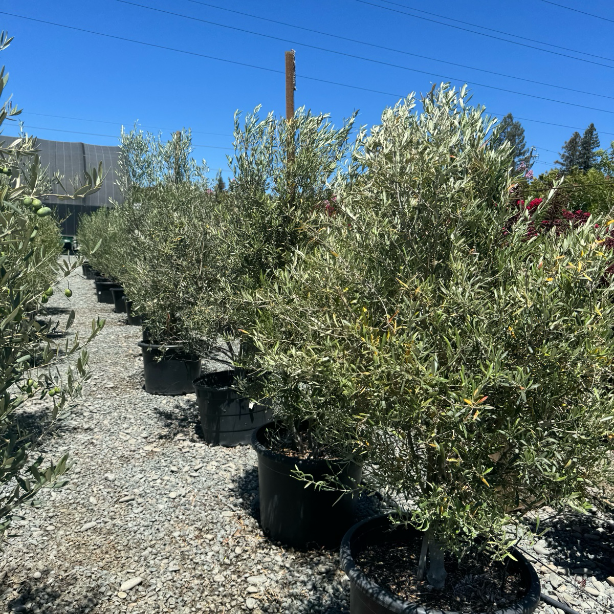 Majestic Beauty Olive