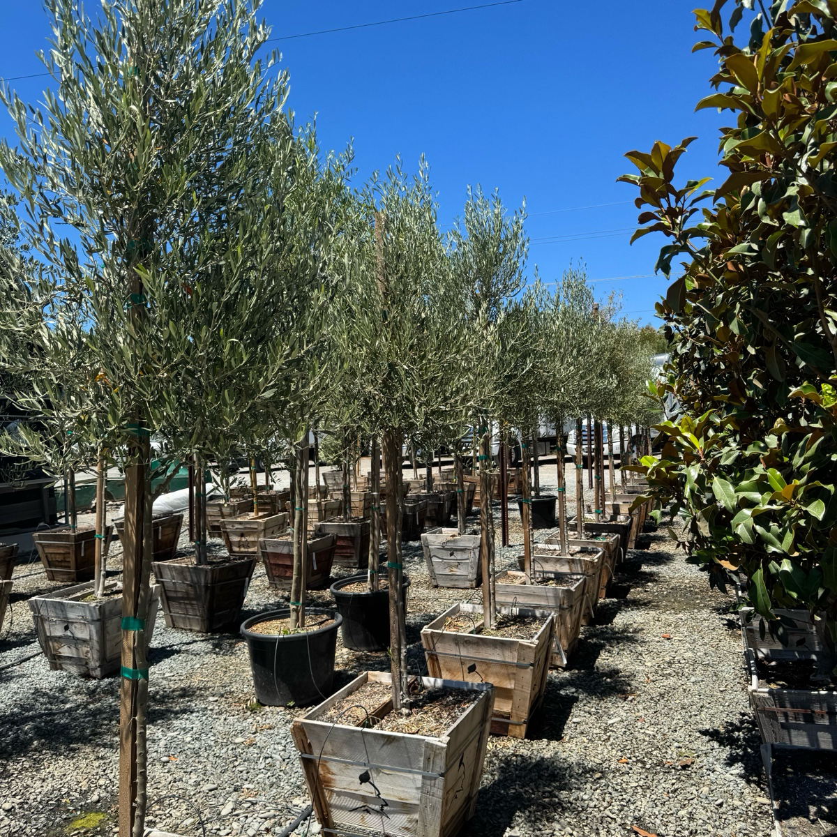 Majestic Beauty Olive