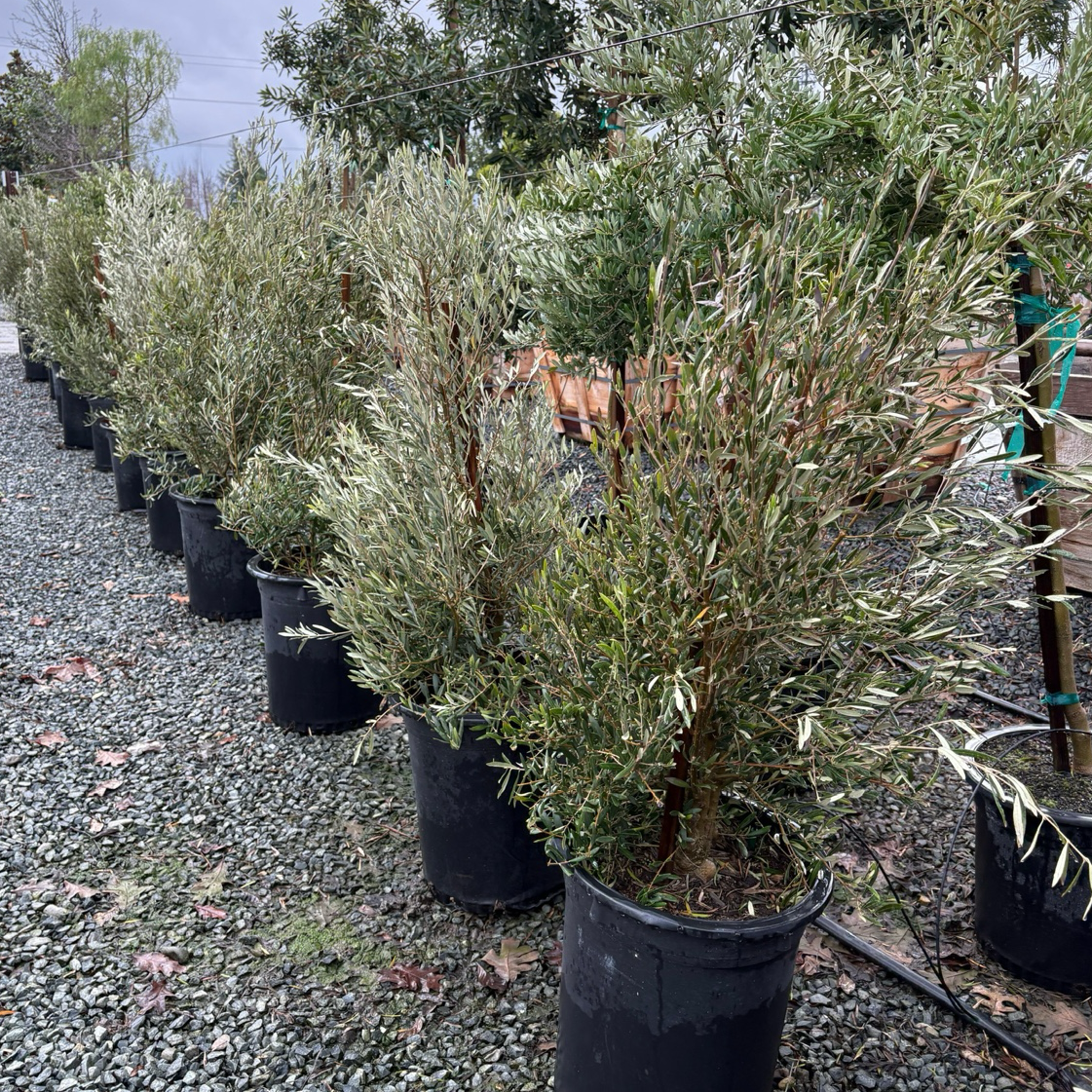 Majestic Beauty Olive Tree | Fruitless Evergreen Ornamental