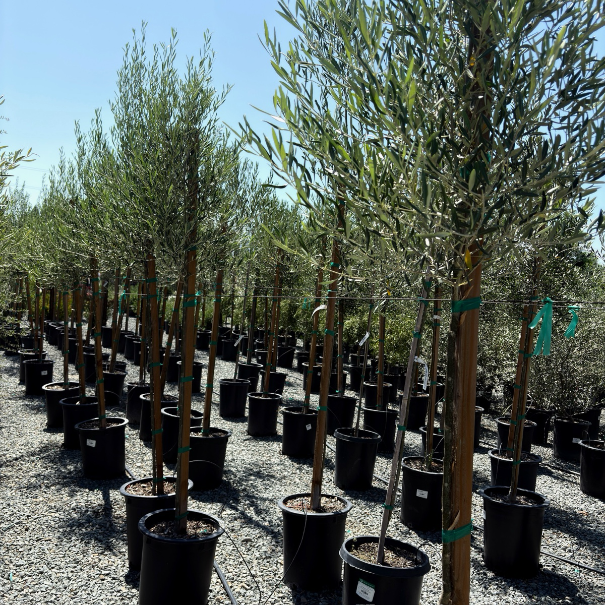 Majestic Beauty Olive