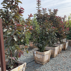 Malaysian Red Guava