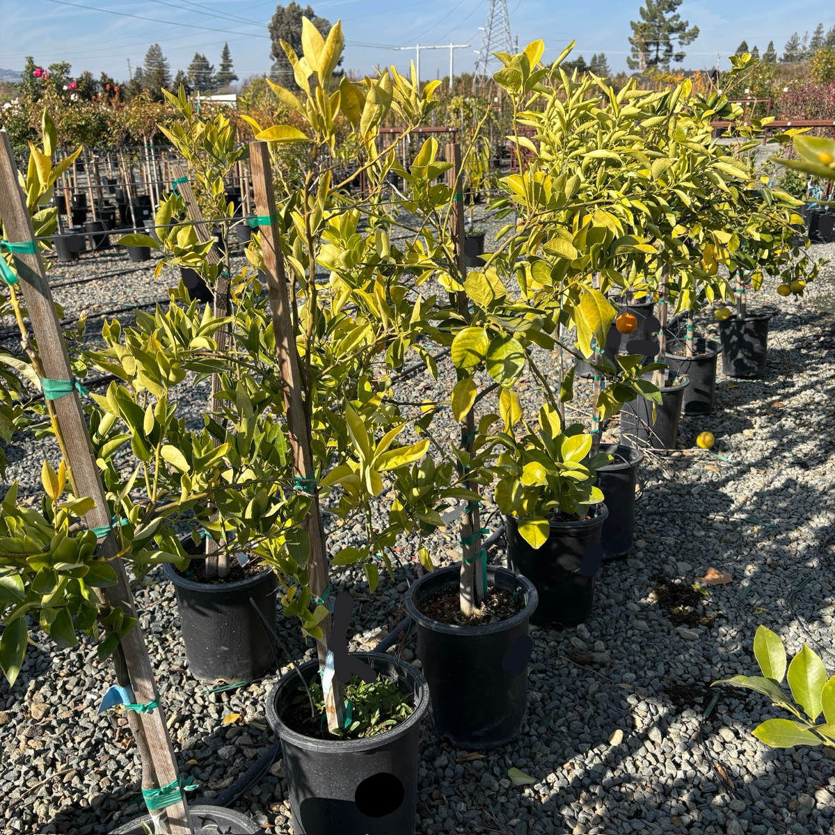 Mandarin 'Clementine'