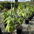 Potted Manila Mango trees in a nursery setting with gravel ground and greenery in the background.