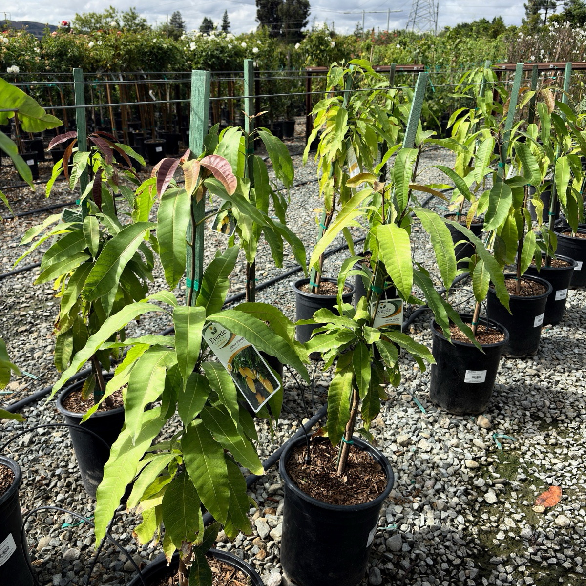 Potted Manila Mango trees in a nursery setting with gravel ground and greenery in the background.