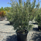 Manzanillo Fruiting Olive Tree