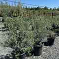 Manzanillo Fruiting Olive Tree