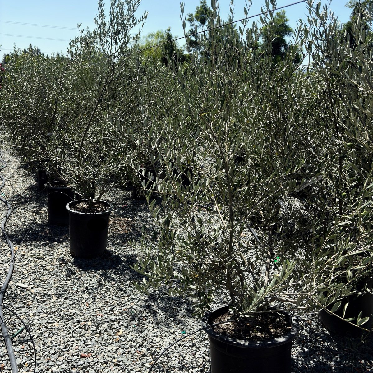 Manzanillo Olive Tree | Spanish Martini & Snack Olive – Victory
