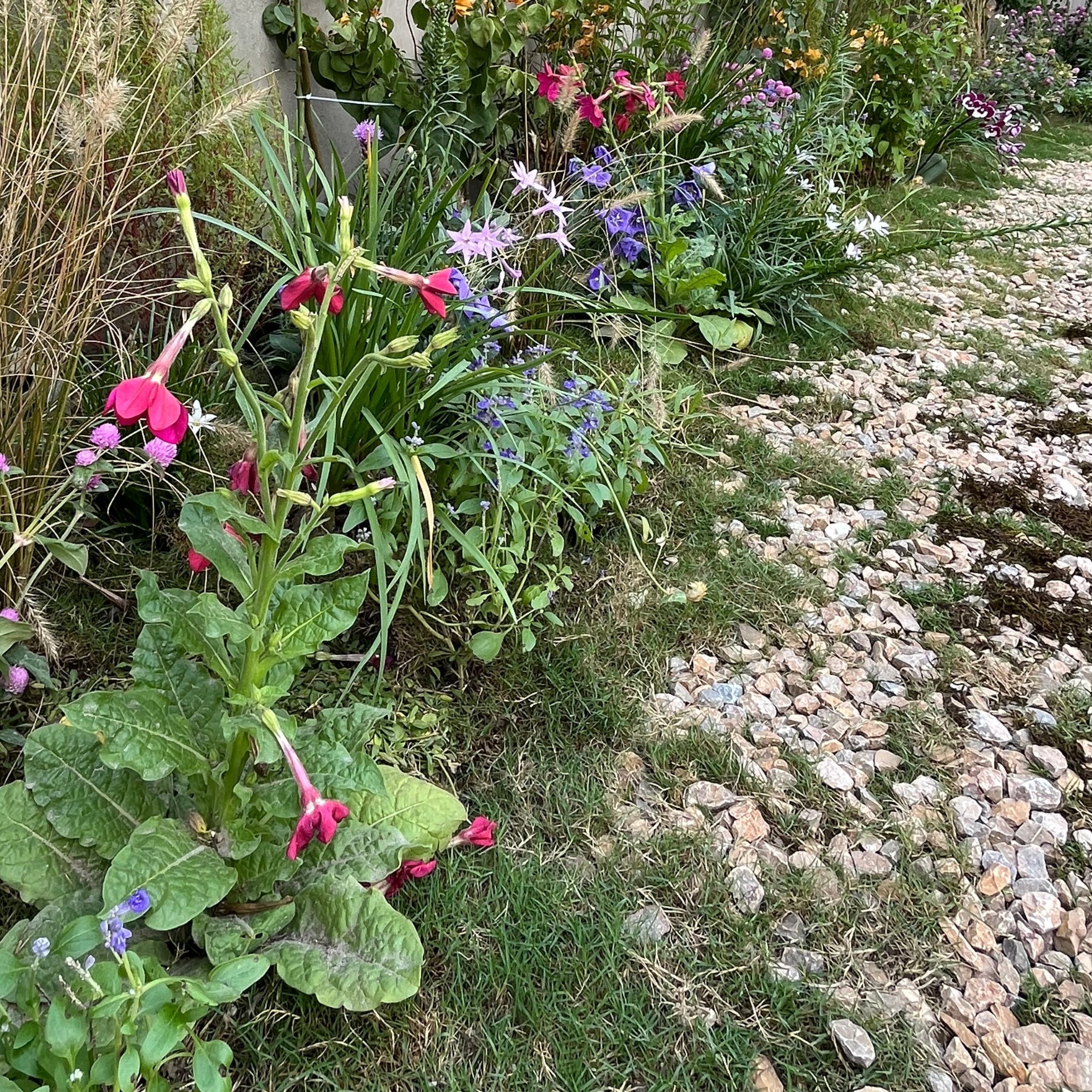 Garden with pink flowers and green plants next to a stone path