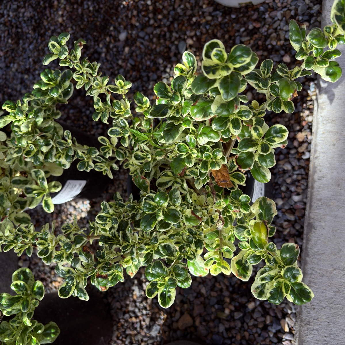 Marble Queen Mirror Plant