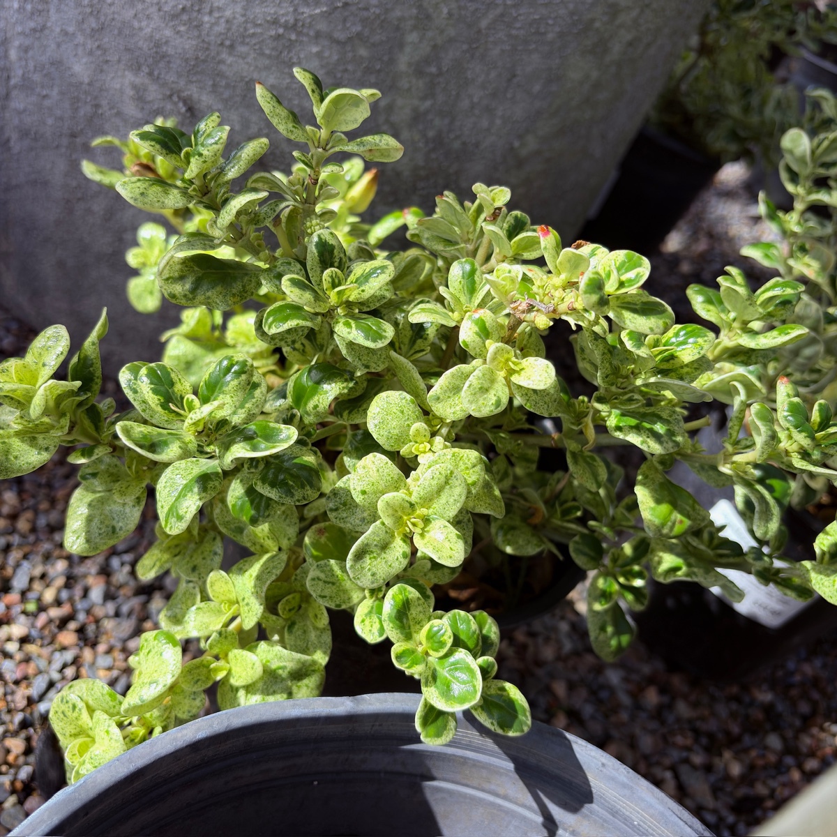 Marble Queen Mirror Plant