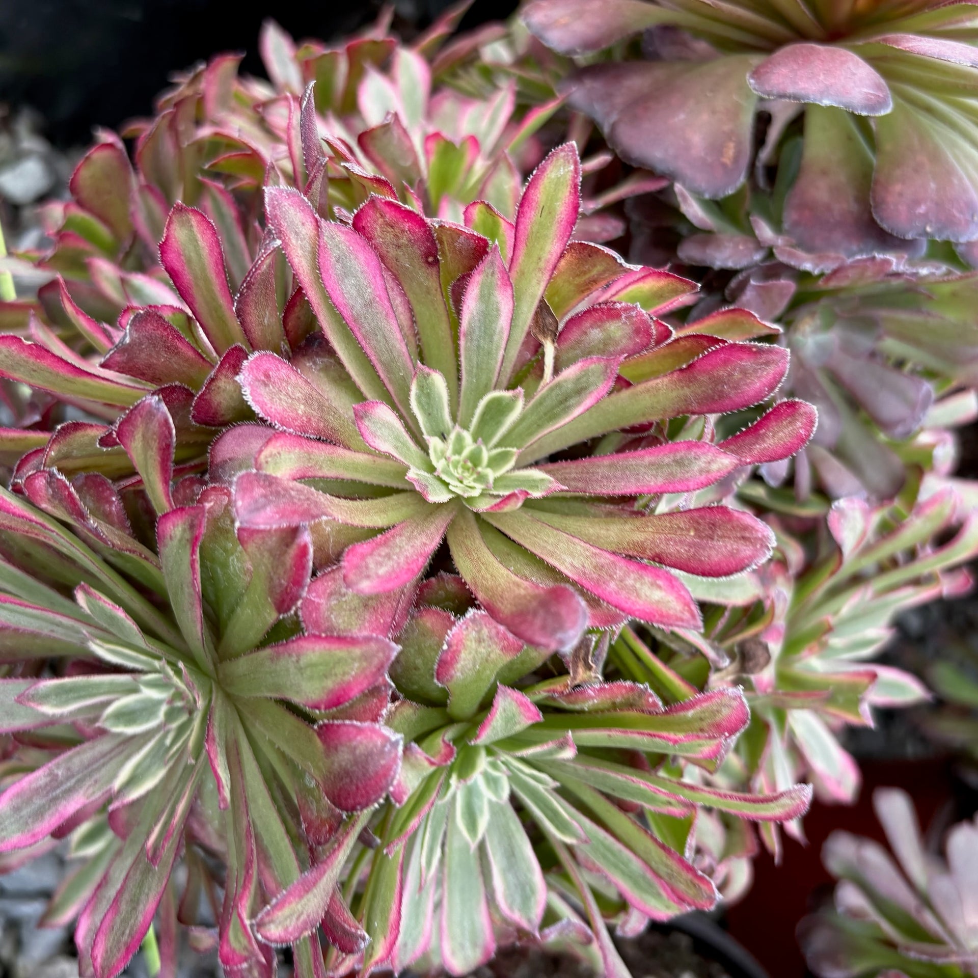 aeonium succulent plant Mardi Gras Aeonium