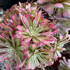 Close-up of a Mardi Gras Aeonium plant with pink and green leaves.