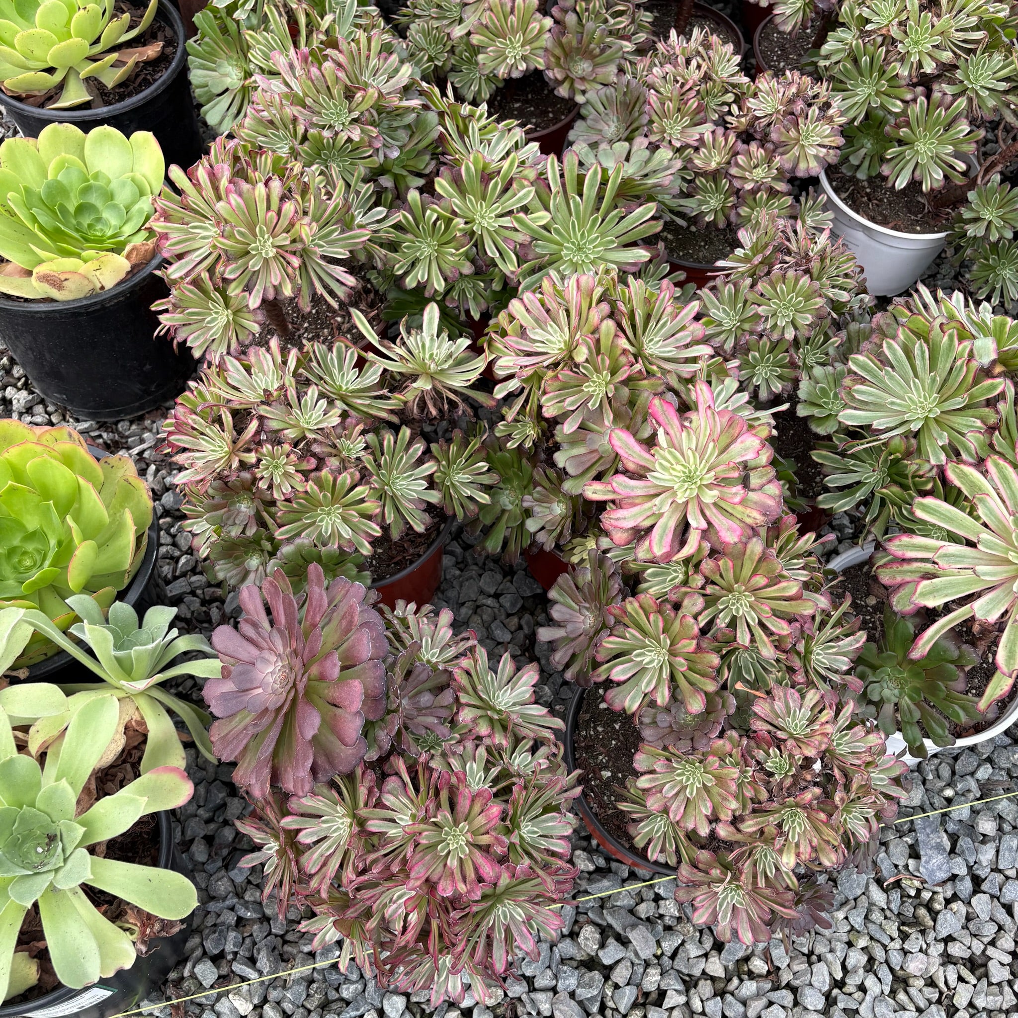 succulent m Mardi Gras Aeonium