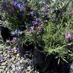 Margarita BOP Foothill Penstemon