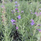 Margarita BOP Foothill Penstemon