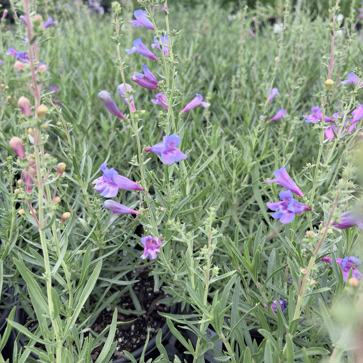 Margarita BOP Foothill Penstemon