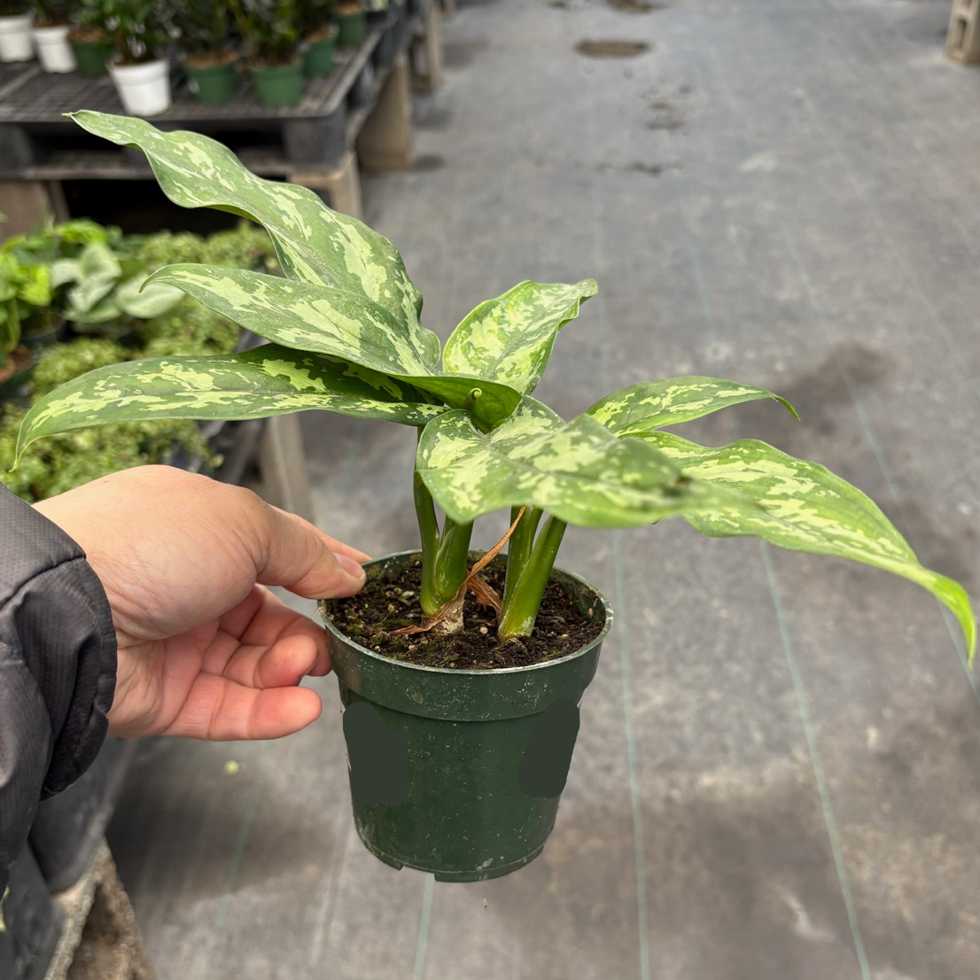 aglaonema super maria Maria Aglaonema