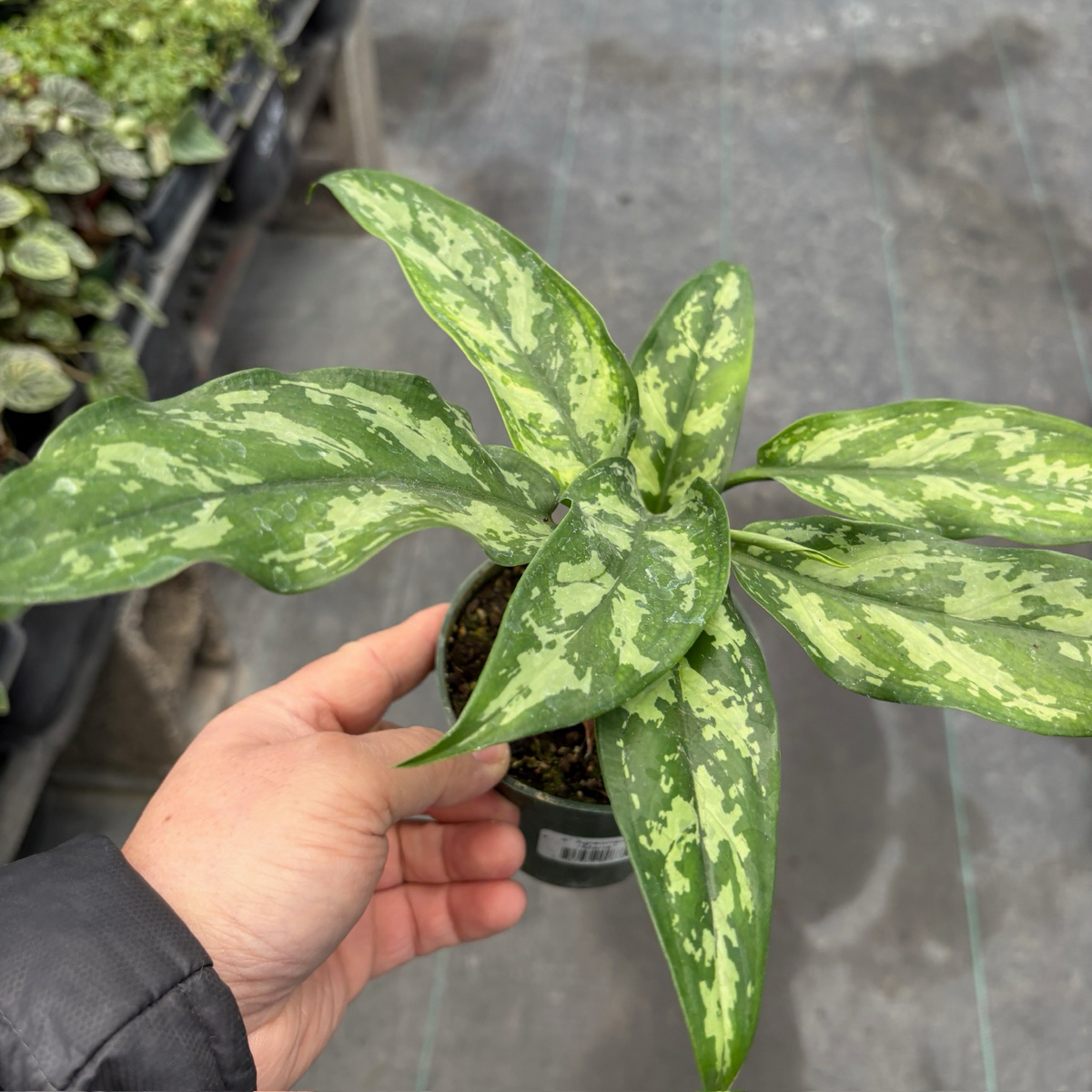 aglaonema maria chinese evergreen Maria Aglaonema