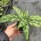 Maria Chinese Evergreen