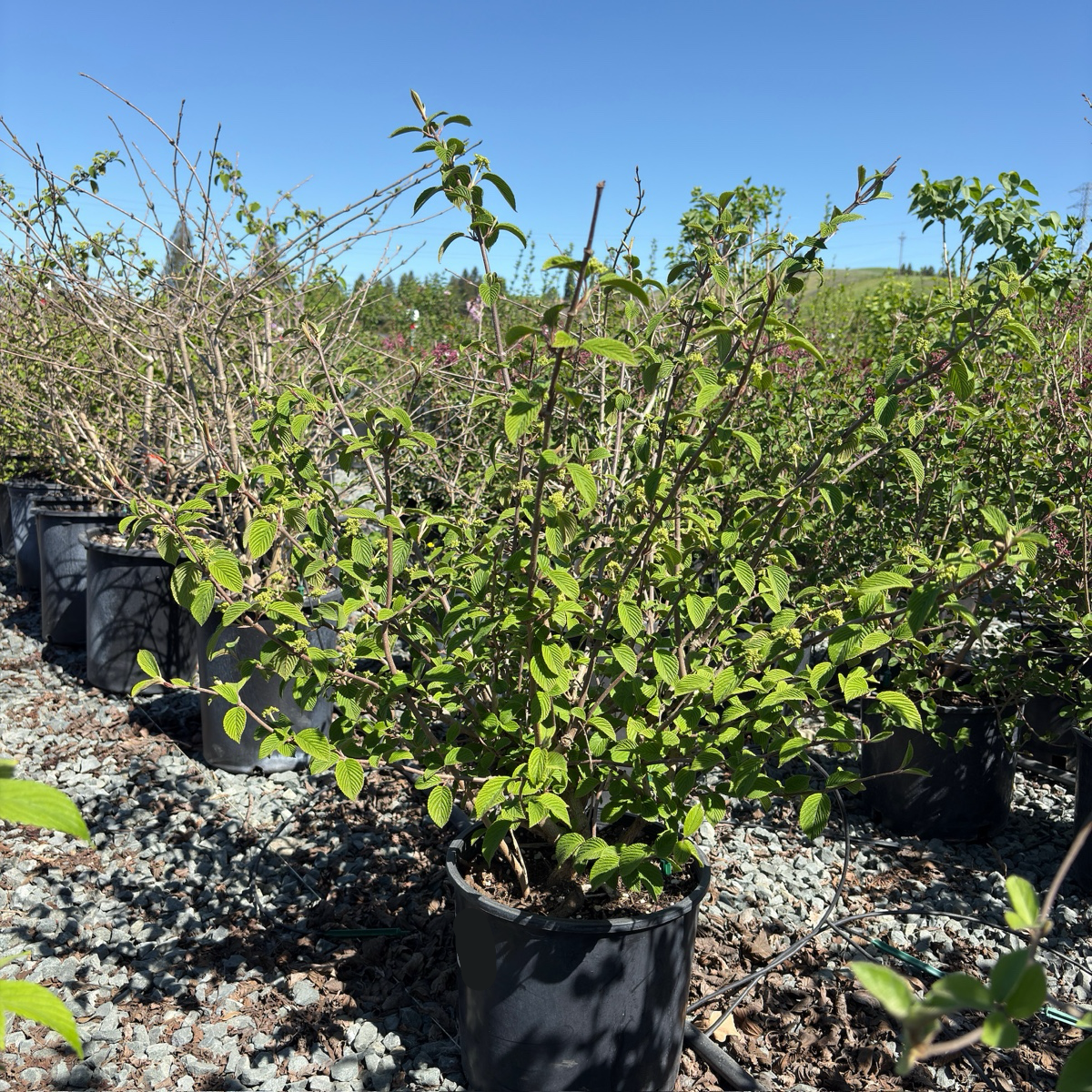 Marie's Doublefile Viburnum